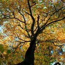 Tulip Poplar Tree 18-24" Tall Live Plant Quart Pot Liriodendron Tulipifera Indoor Outdoor Garden Gar Tulip Poplar Tree 18-24" Tall Live Plant Quart Pot Liriodendron Tulipifera Indoor Outdoor Garden Gar