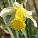 50 Wild Daffodil Bulbs Lent Lily Yellow Perennial Narcissus Pseudonarcissus Indoor Outdoor Garden Ga