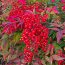 10 Heavenly Bamboo Shrubs Sacred Bamboo 6-9" Tall 25" Pot Nandina Domestica Indoor Outdoor Garden Ga