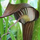 5 Jack In The Pulpit Bulbs Indian Turnip Herb Perennial Arisaema Triphyllum Indoor Outdoor Garden Ga
