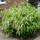 Virginia Sweetspire Shrub 6-12" Tall 4" Pot Itea Virginica Henrys Garnet Indoor Outdoor Garden Garde