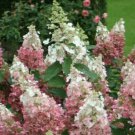 Pinky Winky Hydrangea Shrub Bush Live Plant 6-12" Tall Quart Pot Pp#16166 Indoor Outdoor Garden Gard Pinky Winky Hydrangea Shrub Bush Live Plant 6-12" Tall Quart Pot Pp#16166 Indoor Outdoor Garden Gard