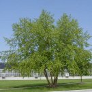 River Birch Multi-Stem Tree 12-18" Tall Live Plant Quart Pot Betula Nigra Indoor Outdoor Garden Gard River Birch Multi-Stem Tree 12-18" Tall Live Plant Quart Pot Betula Nigra Indoor Outdoor Garden Gard