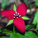 10 Red Trillium Bulbs Red Wakerobin Stinking Benjamin Wet Dog Wakerobin Indoor Outdoor Garden Garden