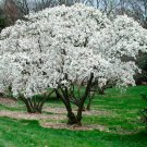 Star Magnolia Shrub Tree 6-12" Tall 4" Pot Live Plant Magnolia Stellata Indoor Outdoor Garden Garden