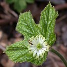 5 Goldenseal Herb Roots Orangeroot Yellow Puccoon Hydrastis Canadensis Indoor Outdoor Garden Gardeni