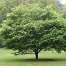 American Hornbeam Tree 6-18" Tall Live Plant Quart Pot Carpinus Caroliniana Indoor Outdoor Garden Ga