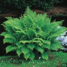 5 Lady Fern Roots Root Systems Common Ladyfern Plants Athyrium Filix-Femina Indoor Outdoor Garden Ga