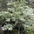 White Fringe Tree Shrub 6-12" Tall Live Plant Qt Pot Chionanthus Virginicus Indoor Outdoor Garden Ga White Fringe Tree Shrub 6-12" Tall Live Plant Qt Pot Chionanthus Virginicus Indoor Outdoor Garden Ga