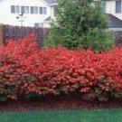 Dwarf Burning Bush Shrub Live Plant Bare Root 6-12" Tall Euonymus Alatus Indoor Outdoor Garden Garde Dwarf Burning Bush Shrub Live Plant Bare Root 6-12" Tall Euonymus Alatus Indoor Outdoor Garden Garde