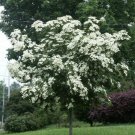 Kousa Japanese Dogwood Tree 12-18" Tall Live Plant Quart Pot Cornus Kousa Indoor Outdoor Garden Gard
