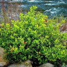 Pondberry Southern Spicebush Shrub 10-14" Tall Qt Pot Lindera Melissifolia Indoor Outdoor Garden Gar Pondberry Southern Spicebush Shrub 10-14" Tall Qt Pot Lindera Melissifolia Indoor Outdoor Garden Gar