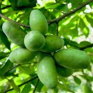 6 Paw Paw Trees 4-6" Tall Live Plants 6" Pots Indian Banana Fruit Trees Indoor Outdoor Garden Garden 6 Paw Paw Trees 4-6" Tall Live Plants 6" Pots Indian Banana Fruit Trees Indoor Outdoor Garden Garden