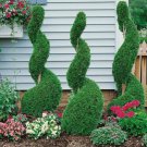Emerald Green Arborvitae Shrub Tree 6-12" Tall 3" Pot Thuja Occidentalis Indoor Outdoor Garden Garde Emerald Green Arborvitae Shrub Tree 6-12" Tall 3" Pot Thuja Occidentalis Indoor Outdoor Garden Garde