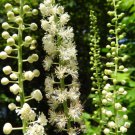 5 Black Cohosh Bulbs Roots Black Snakeroot American Bugbane Fairy Candles Indoor Outdoor Garden Gard 5 Black Cohosh Bulbs Roots Black Snakeroot American Bugbane Fairy Candles Indoor Outdoor Garden Gard