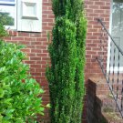 Sky Pencil Japanese Holly Shrub Tree 6-18" Tall Plant 25" Pot Ilex Crenata Indoor Outdoor Garden Gar