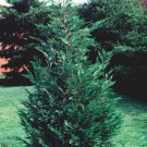 25 Leyland Cypress Trees Live Plants 6-12" Tall 25" Pot Ships Potted Indoor Outdoor Garden Gardening