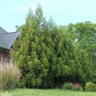 Cryptomeria Yoshino Japanese Cedar Tree 6-12" Tall Live Plant Quart Pot Indoor Outdoor Garden Garden
