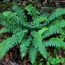 5 Christmas Fern Rhizomes Roots Christmas Dagger Polystichum Acrostichoides Indoor Outdoor Garden Ga