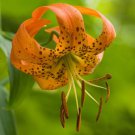 5 Turks Cap Lily Root Bulbs American Tiger Lily Turban Lily Lilium Superbum Indoor Outdoor Garden Ga