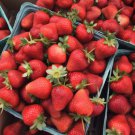 25 Chandler Strawberry Live Plants Bare Root June Bearing Indoor Outdoor Indoor Outdoor Garden Garde