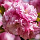 Kwanzan Japanese Flowering Cherry Tree 8-14" Tall 25" Pot Prunus Kanzan Indoor Outdoor Garden Garden Kwanzan Japanese Flowering Cherry Tree 8-14" Tall 25" Pot Prunus Kanzan Indoor Outdoor Garden Garden