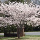 Yoshino Flowering Cherry Tree 6-12" Tall Live Plant 3" Pot Ships Potted Indoor Outdoor Garden Garden Yoshino Flowering Cherry Tree 6-12" Tall Live Plant 3" Pot Ships Potted Indoor Outdoor Garden Garden