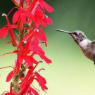5 Red Cardinal Flower Roots Root Systems Lobelia Cardinalis Indoor Outdoor Garden Gardening