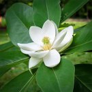 Sweetbay Magnolia Tree 10-18" Tall Live Plant Quart Pot Magnolia Virginiana Indoor Outdoor Garden Ga