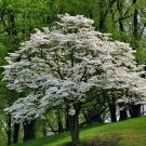 White Flowering Dogwood Tree 10-16" Tall Live Plant Quart Pot Cornus Florida Indoor Outdoor Garden G