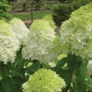 Limelight Hydrangea Shrub Bush Live Plant 6-10" Tall Quart Pot Pp#12874 Indoor Outdoor Garden Garden