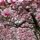 Ann Magnolia Tree Shrub 6-12" Tall Live Plant 25" Pot Potted Seedling Indoor Outdoor Garden Gardenin