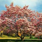 Jane Magnolia Tree Shrub Bush 6-12" Tall Seedling Live Plant 25" Pot Indoor Outdoor Garden Gardening