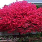 Dwarf Burning Bush Shrub Live Plant 8-14" Tall 4" Pot Euonymus Alatus Indoor Outdoor Garden Gardenin Dwarf Burning Bush Shrub Live Plant 8-14" Tall 4" Pot Euonymus Alatus Indoor Outdoor Garden Gardenin