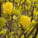 Yellow Bird Magnolia Tree Shrub 6-12" Tall Live Plant 25" Pot Ships Potted Indoor Outdoor Garden Gar