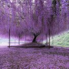 Purple Wisteria Tree 6-12" Tall Live Plant 25" Pot Wisteria Sinensis Indoor Outdoor Garden Gardening Purple Wisteria Tree 6-12" Tall Live Plant 25" Pot Wisteria Sinensis Indoor Outdoor Garden Gardening