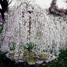 Weeping Cherry Tree 6-12" Tall Seedling Live Plant 3" Pot Ships Potted Indoor Outdoor Garden Gardeni Weeping Cherry Tree 6-12" Tall Seedling Live Plant 3" Pot Ships Potted Indoor Outdoor Garden Gardeni