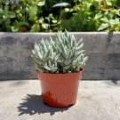 Crassula Mesembryanthemoides Rooted In 4" Pot W Soil Fuzzy Hair Live Plant Indoor Outdoor Garden Gar