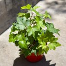 Variegated English Ivy Rooted In 4" Pot W Soil Hedera Helix Succulent Plant Indoor Outdoor Garden Ga