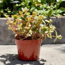 Calico Kitten Crassula Rooted In 4" Pot W Soil Pellucida Variegata Plant Indoor Outdoor Garden Garde