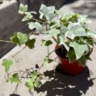 Green English Ivy Rooted In 4" Pot W Soil Hedera Helix Succulent Plant Indoor Outdoor Garden Gardeni