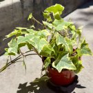 Gold Child English Ivy Rooted In 4" Pot W Soil Hedera Helix Succulent Plant Indoor Outdoor Garden Ga