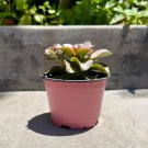 Echeveria Chroma Rooted In 4" Pot W Soil Echeveria Chroma Succulent Plant Indoor Outdoor Garden Gard