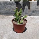 Josephs Coat Cactus Rooted In 4" Pot W Soil Opuntia Moncacantha Barbary Fig Indoor Outdoor Garden Ga