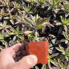 Well Rooted Pink Butterflies Kalanchoes Mother Of Thousands In 25 Pot W Soil Indoor Outdoor Garden G