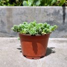 Sedum Dasyphyllum Stone Major Corsican Stonecrop In 4 Inch Pot W Soil Indoor Outdoor Garden Gardenin