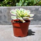 Well Rooted Aeonium Sunburst Succulent Cactus In 4 Inch Pot W Soil Indoor Outdoor Garden Gardening