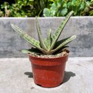 Well Rooted Gasteria Cactus Little Warty Cow Tongue In 4 Inch Pot W Soil Indoor Outdoor Garden Garde