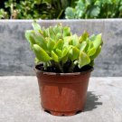 Well Rooted Crassula Ruffle Ripple Jade Succulent In 4 Inch Pot W Soil Indoor Outdoor Garden Gardeni