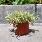 Well Rooted Crassula Sedum Little Missy Non-Variegated In 4 Inch Pot W Soil Indoor Outdoor Garden Ga